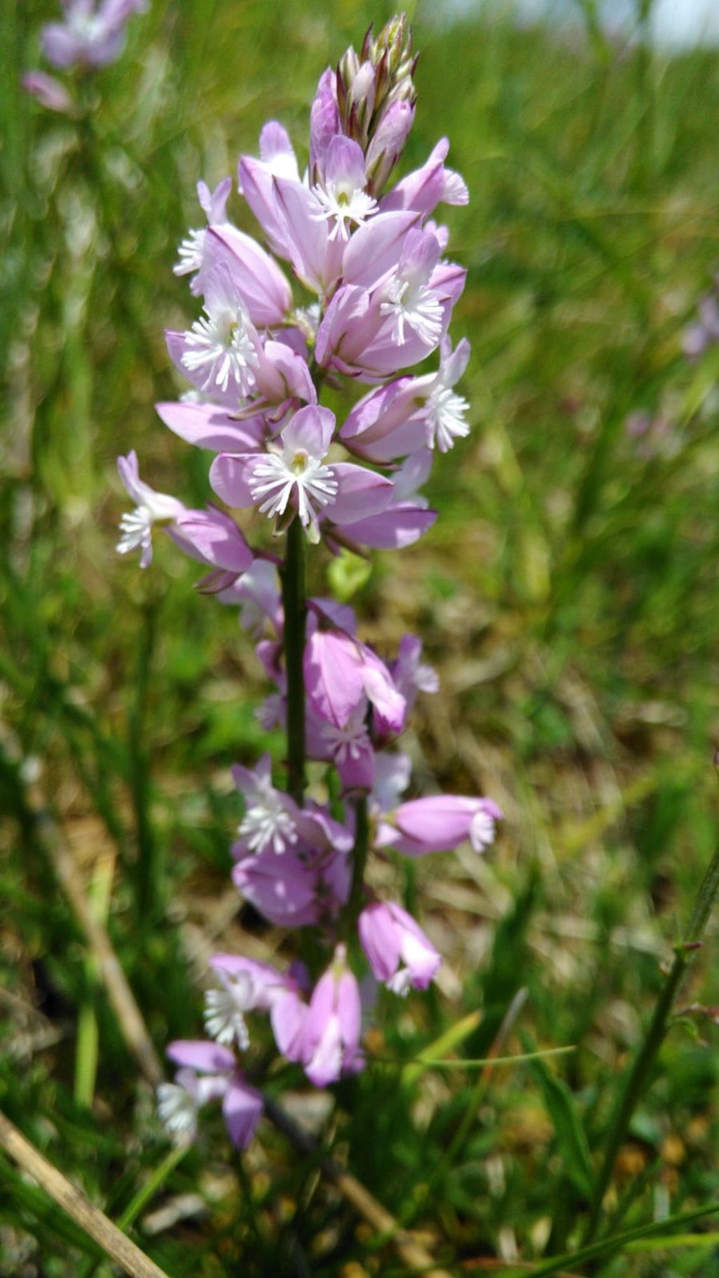 identificazione: Polygala sp.